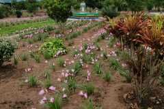 IMG-20250202-WA0019