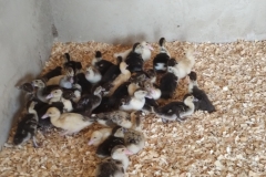 IMG_20251011_110404511