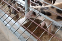 IMG_20251108_103344002_HDR